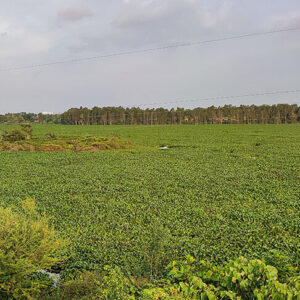 Water hyacinth on Hennagara lake