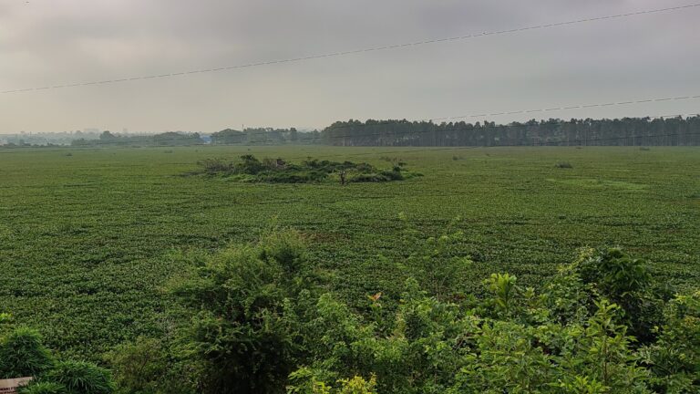 water-hyacinth img 20230603 072521