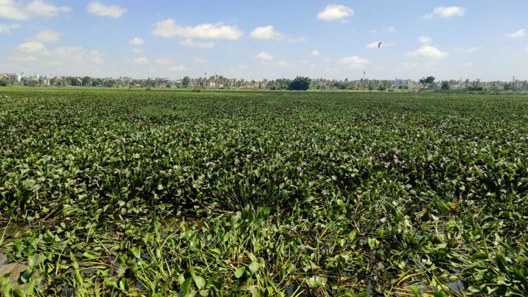 water-hyacinth img 20240710 104159