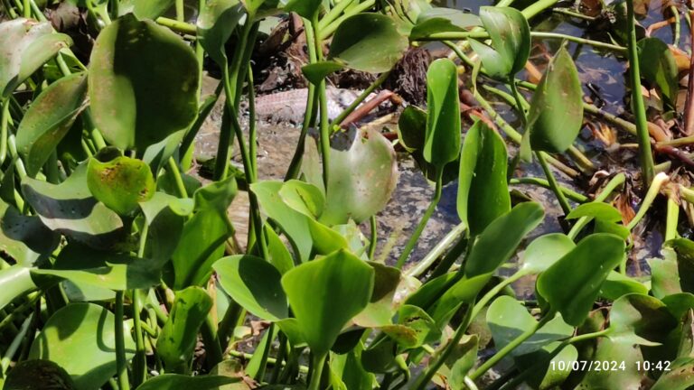 water-hyacinth img 20240710 104235