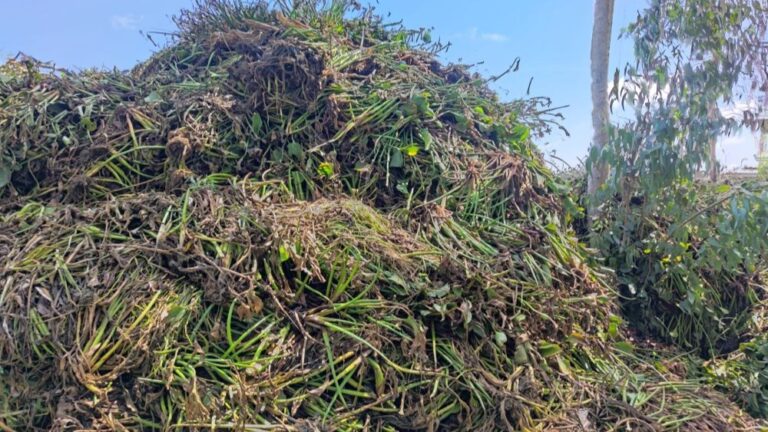 water-hyacinth img 20240710 104837