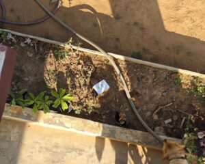 water-hyacinth img 20260130 155933